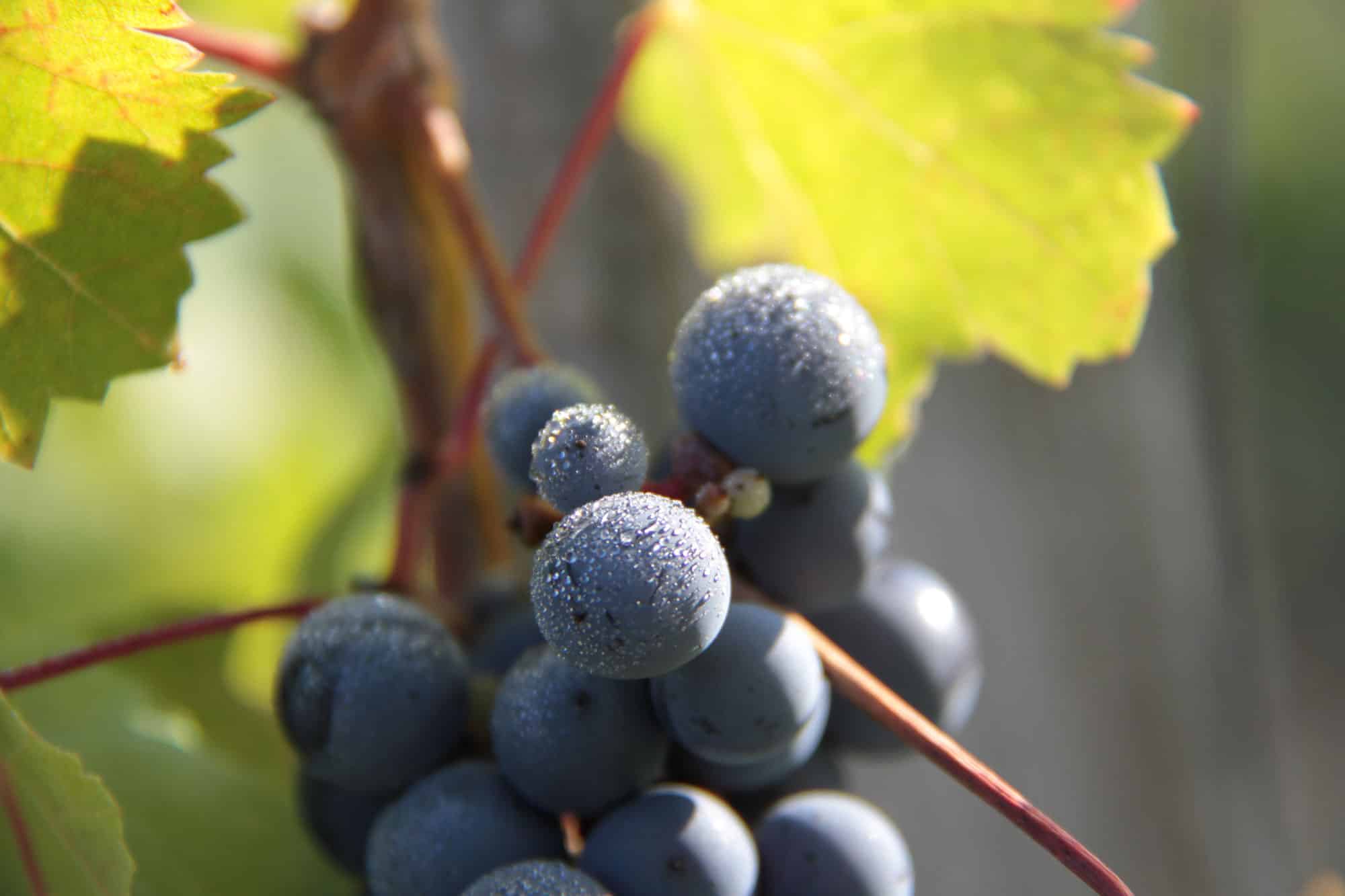 creation site web viticole chateau bordeaux